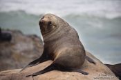 Travel photography:Seal on the Wairarapa coast, New Zealand