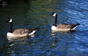 Travel photography:Wild geese near Wanganui, New Zealand