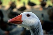 Travel photography:Wild goose, New Zealand