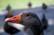 Travel photography:Wild goose, New Zealand