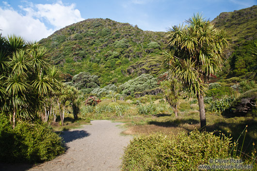 Path near Karekare beach