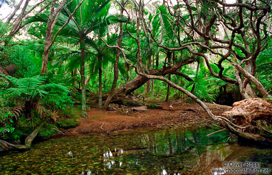 Forest on Great Barrier Island