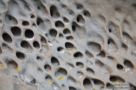 Detail of the Honeycomb Rock on the Wairarapa coast