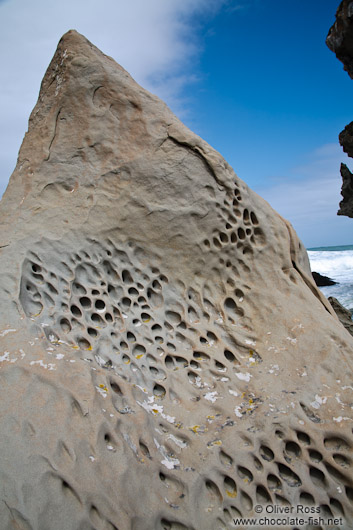 Natural sandstone art near Honeycomb Rock on the Wairarapa coast