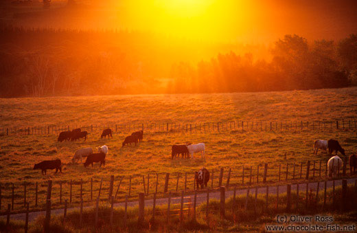 Grazing cows against the evening sun near Waitangi