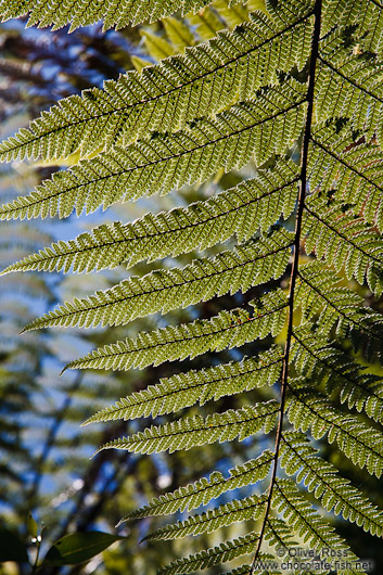 Fern near Whanganui