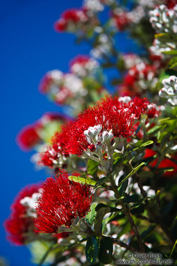 Pohutukawa flowers near Whanganui