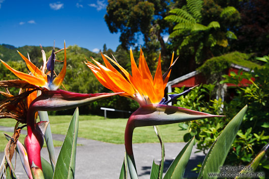 Bird of paradise near Whanganui