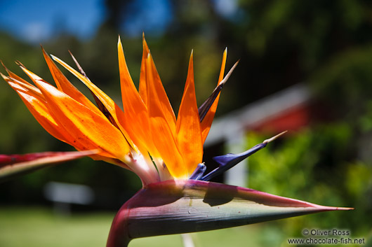 Bird of Paradise near Whanganui