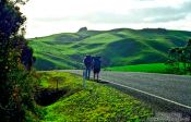 Travel photography:Hitchhikers, New Zealand