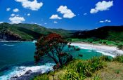 Travel photography:A Pohutukawa tree over Tupotupotu Bay near Cape Reinga, New Zealand