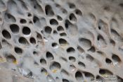 Travel photography:Detail of the Honeycomb Rock on the Wairarapa coast, New Zealand