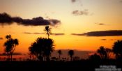 Travel photography:Cabbage tree silhouettes in the Waitakeres, New Zealand