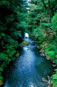 Travel photography:Forest stream near Waitangi, New Zealand