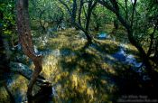 Travel photography:Flooded mangrove forest near Waitangi, New Zealand