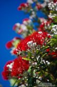 Travel photography:Pohutukawa flowers near Whanganui, New Zealand