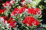 Travel photography:Pohutukawa flowers near Whanganui, New Zealand