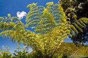 Travel photography:Fern near Whanganui, New Zealand