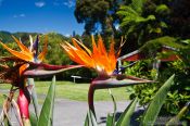 Travel photography:Bird of paradise near Whanganui, New Zealand