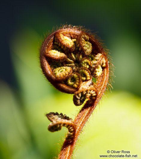 Uncurling fern