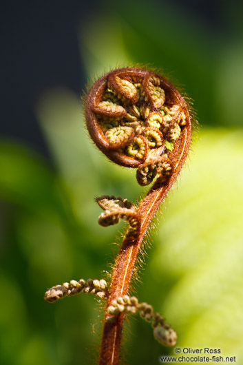 Uncurling fern