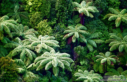 Bush near Silverdale