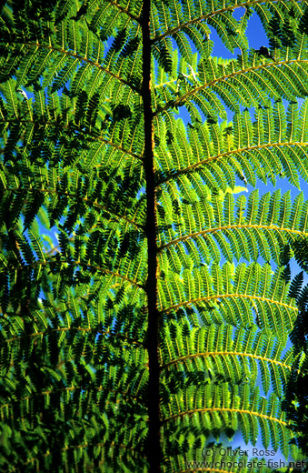 Fern branch against the sky