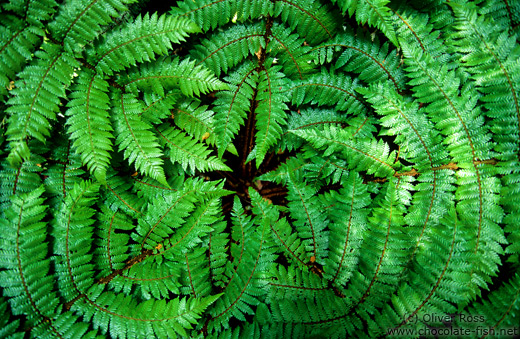 Fern from above