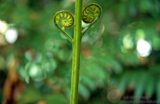 Heart-shaped fern