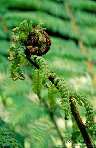 Uncurling fern