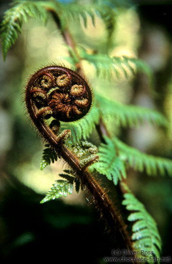 Uncurling fern