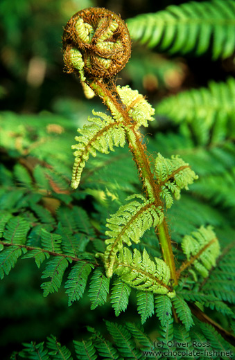 Uncurling fern