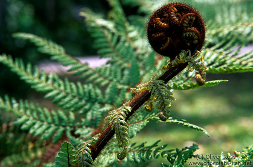 Uncurling fern