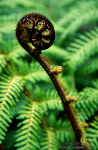 Uncurling fern