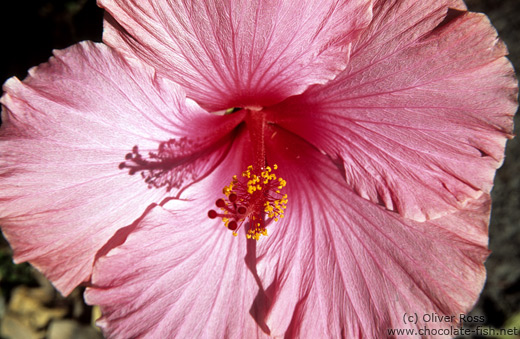 Hibiscus flower