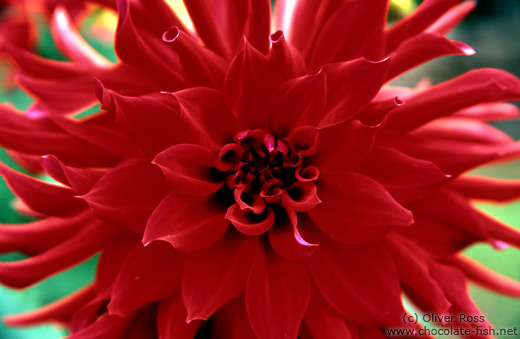 Dahlia flower