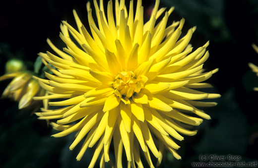 Dahlia flower