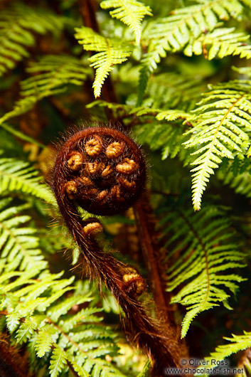 Uncurling fern near Franz Josef Glacier