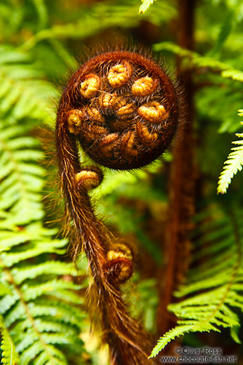 Uncurling fern near Franz Josef Glacier