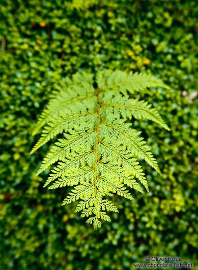 Fern near Hokitika