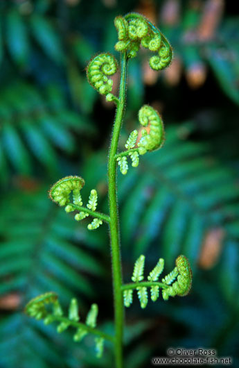 Uncurling fern