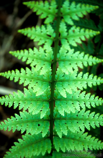 Fern leaf