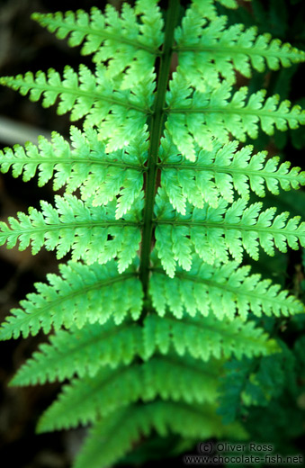 Fern leaf