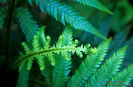 Ferns in Te Urewera Ntl Park