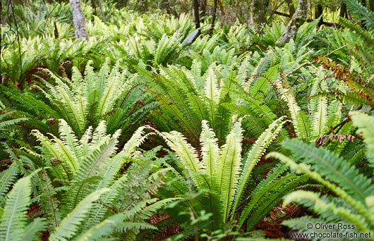 Crown Ferns