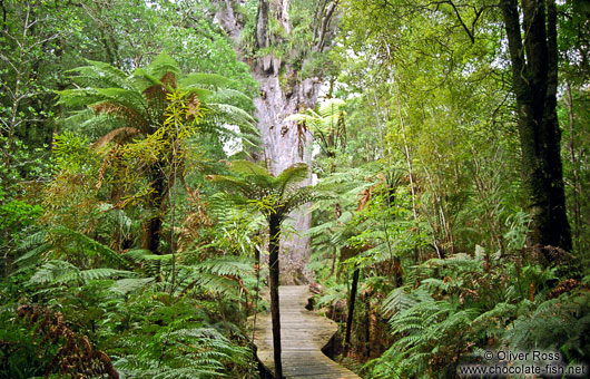 Forest with giant Kauri tree in Waipoua