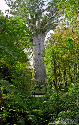Giant Kauri tree in Waipoua forest