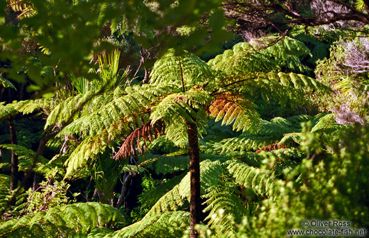 Panga (Tree Fern)