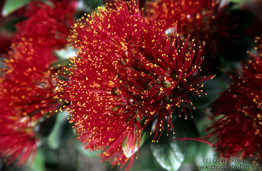 Pohutukawa flower in Wenderholm Regional Park