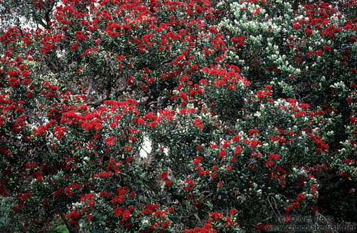 Pohutukawa tree in Wenderholm regional park